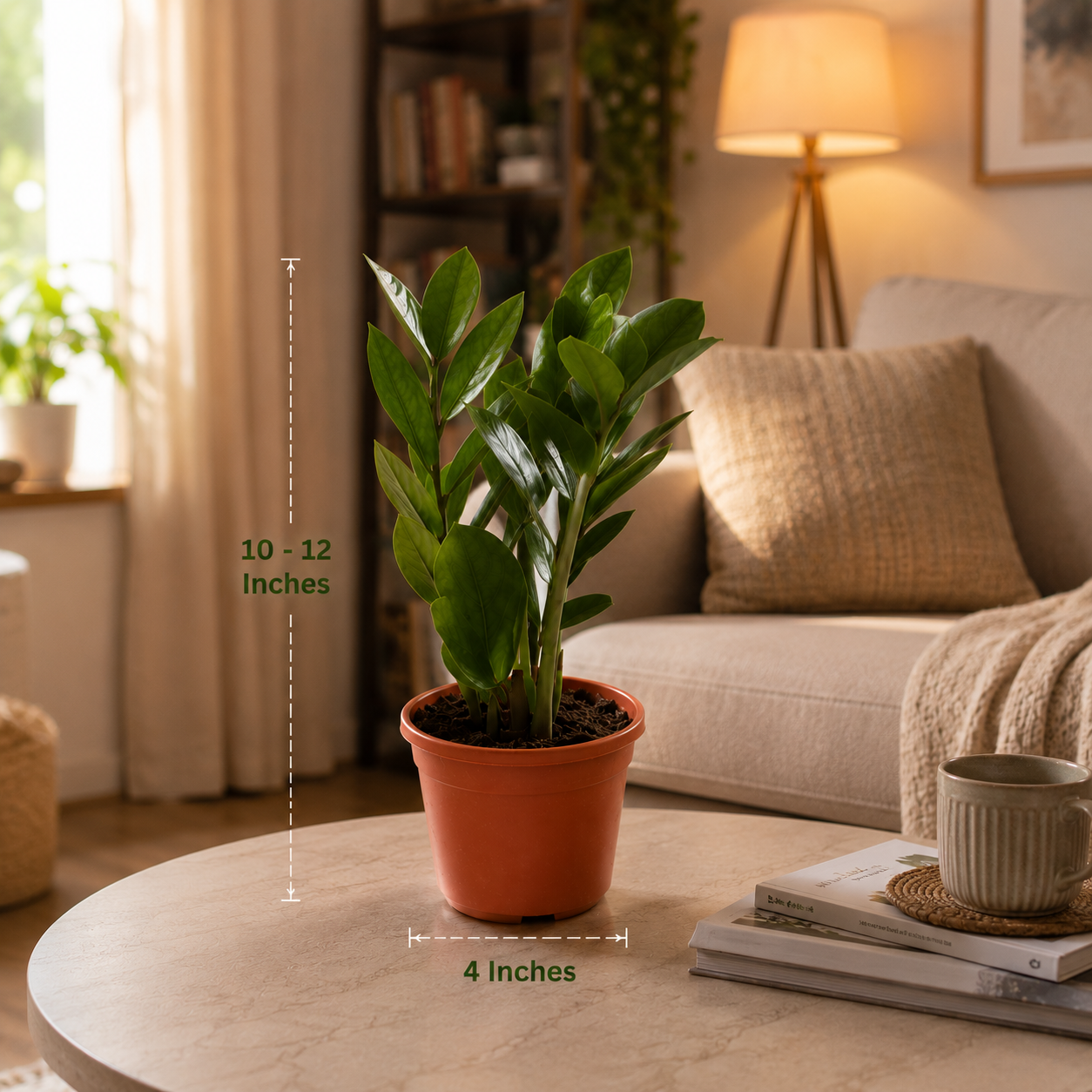 ZZ Plant