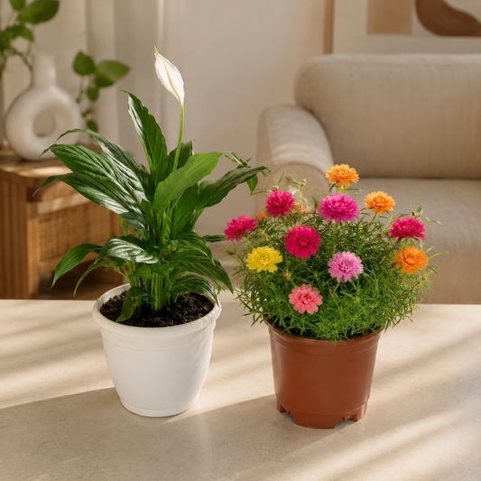 Green Flag Combo⢠| Peace Lily + Moss Rose Gift Set