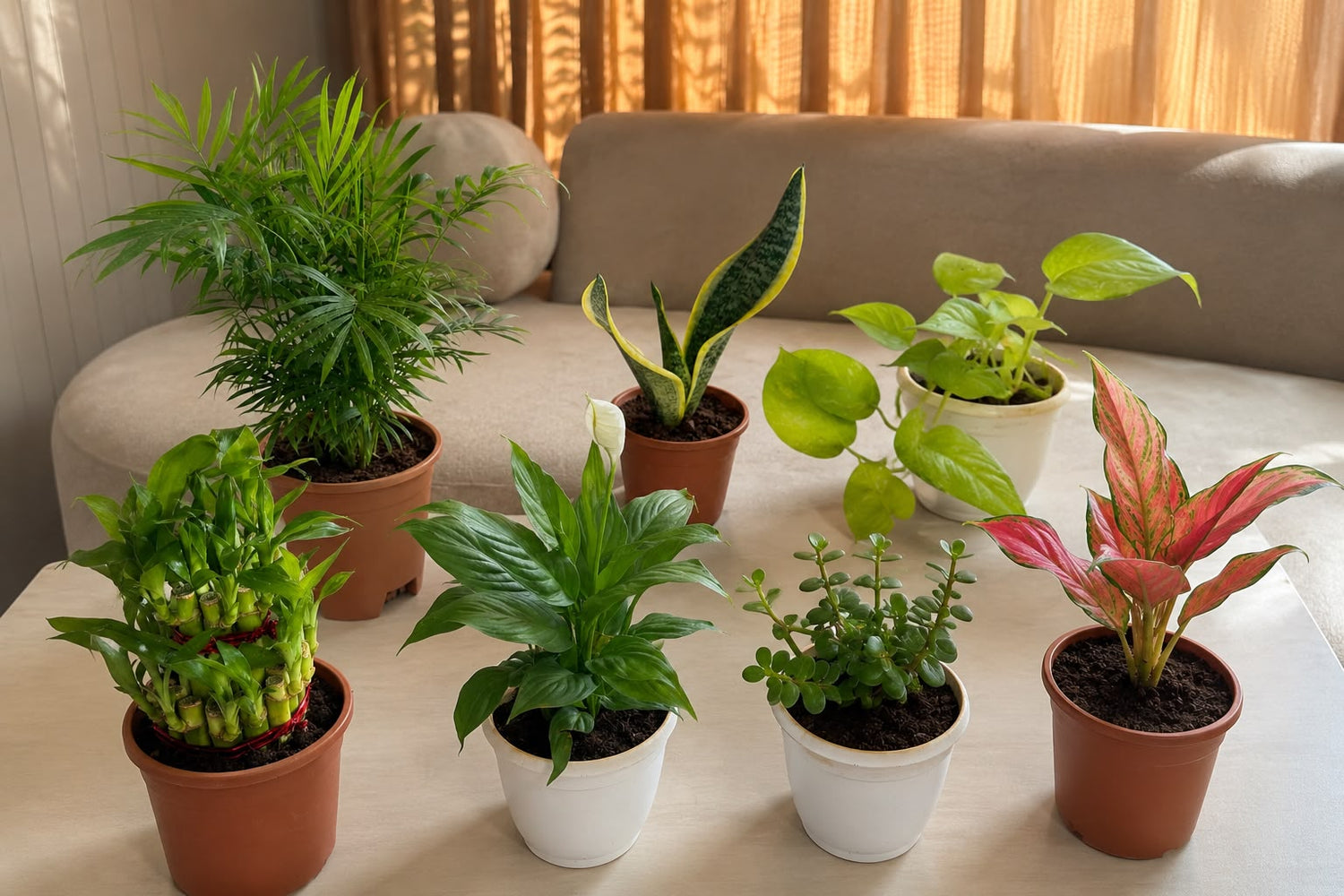 Indoor plants & Low Maintaince