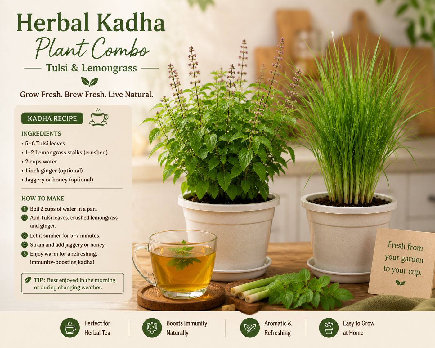 Herbal Kadha Plant Combo – Tulsi & Lemongrass Live Plants (Pack of 2)