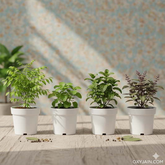 PACK OF 4 DAILY ESSENTIALS