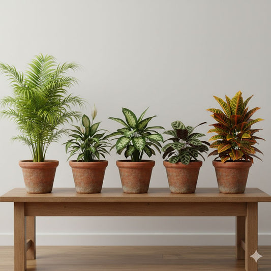 PACK OF 5 INDOOR PLANTS