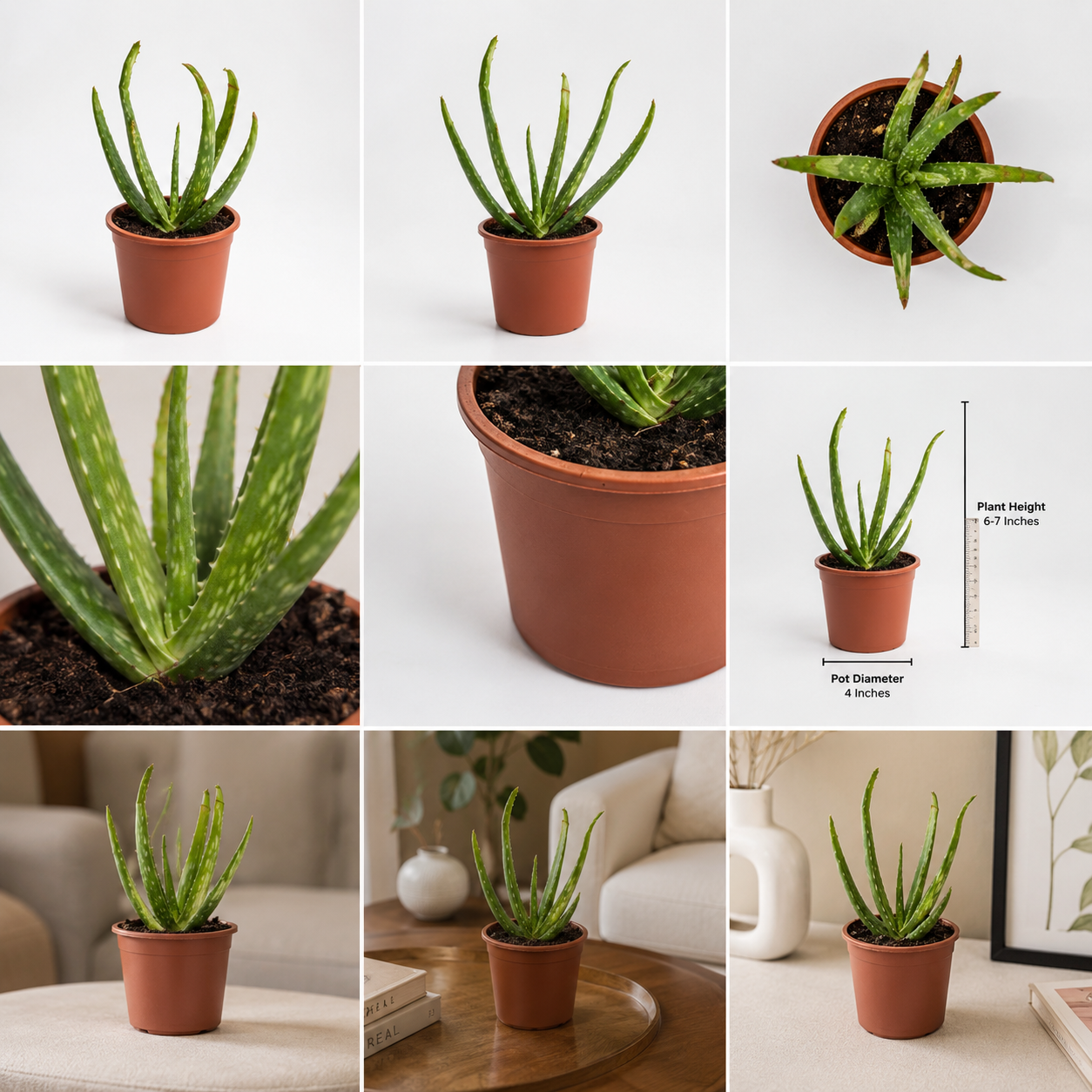 Aloe Vera Plant – Live Medicinal & Indoor Succulent Plant