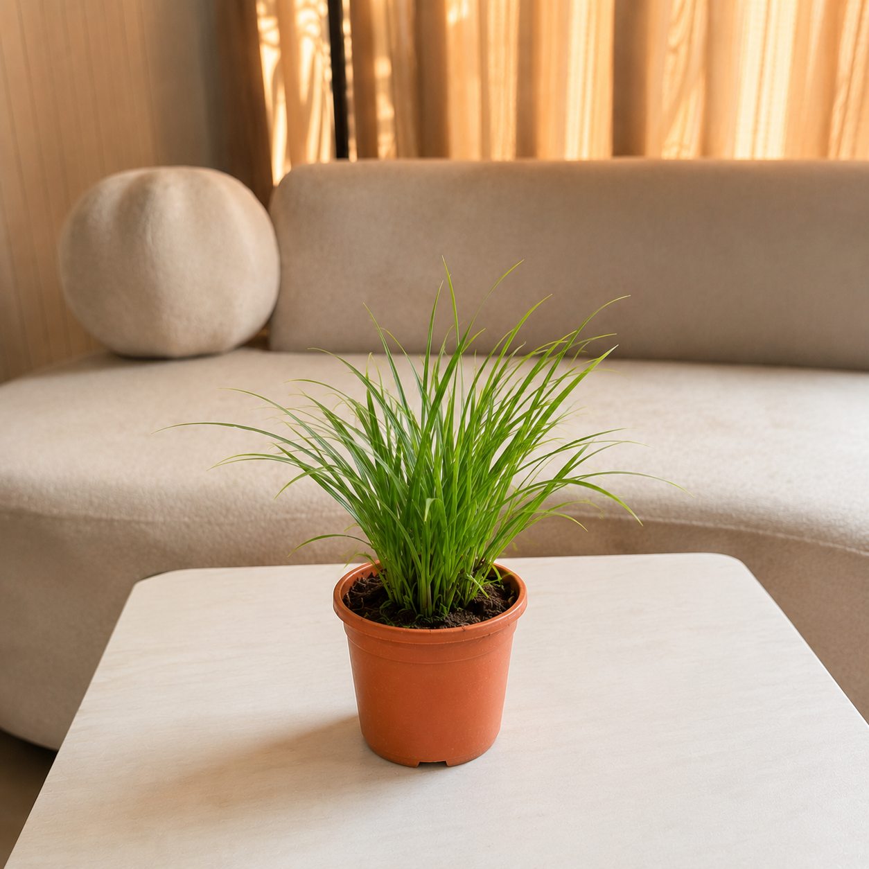 Lemongrass Plant – Live Herbal & Medicinal Plant
