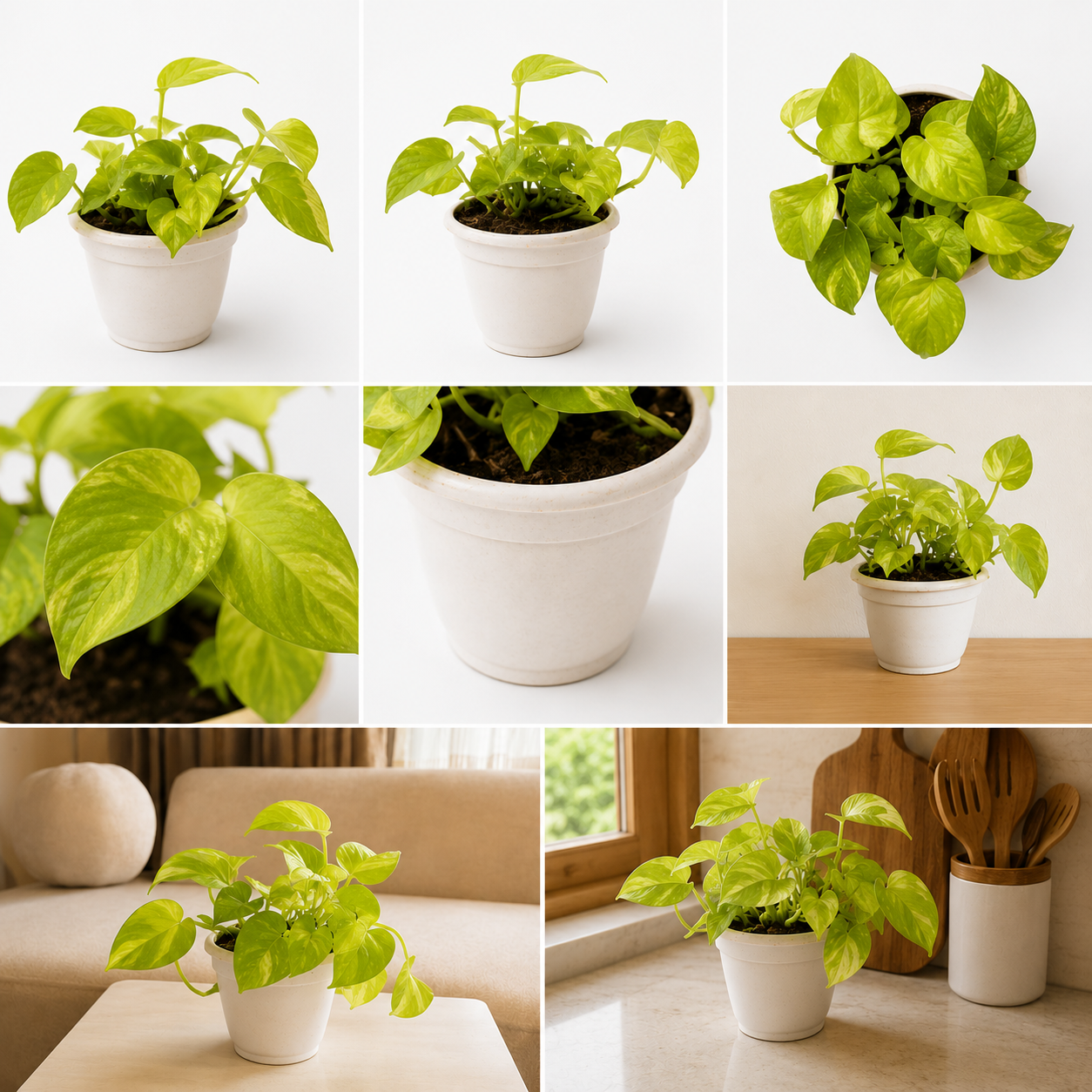 Money Plant ( Pothos)