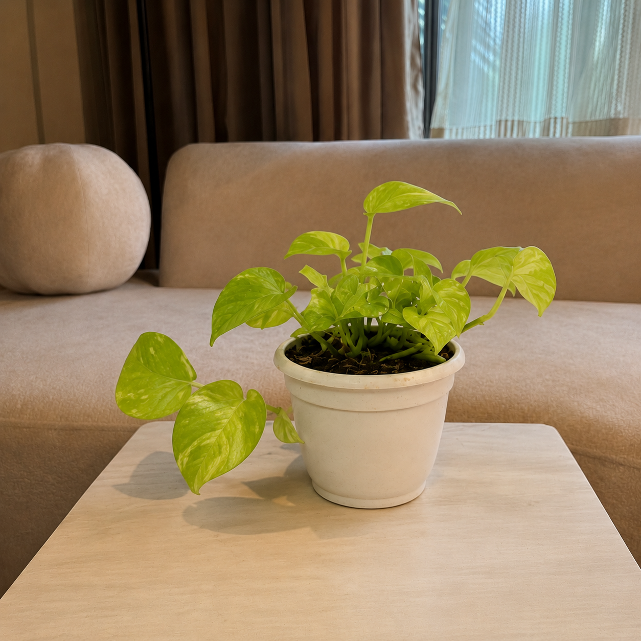 Money Plant ( Pothos)