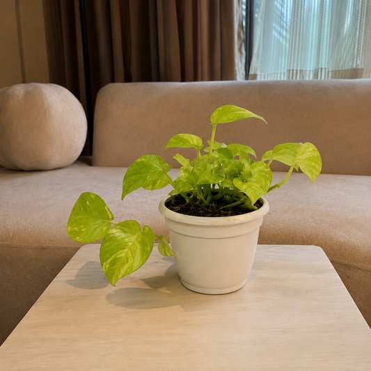 Money Plant ( Pothos)