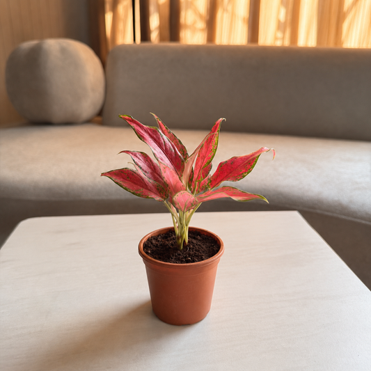 Pink Aglaonema Plant