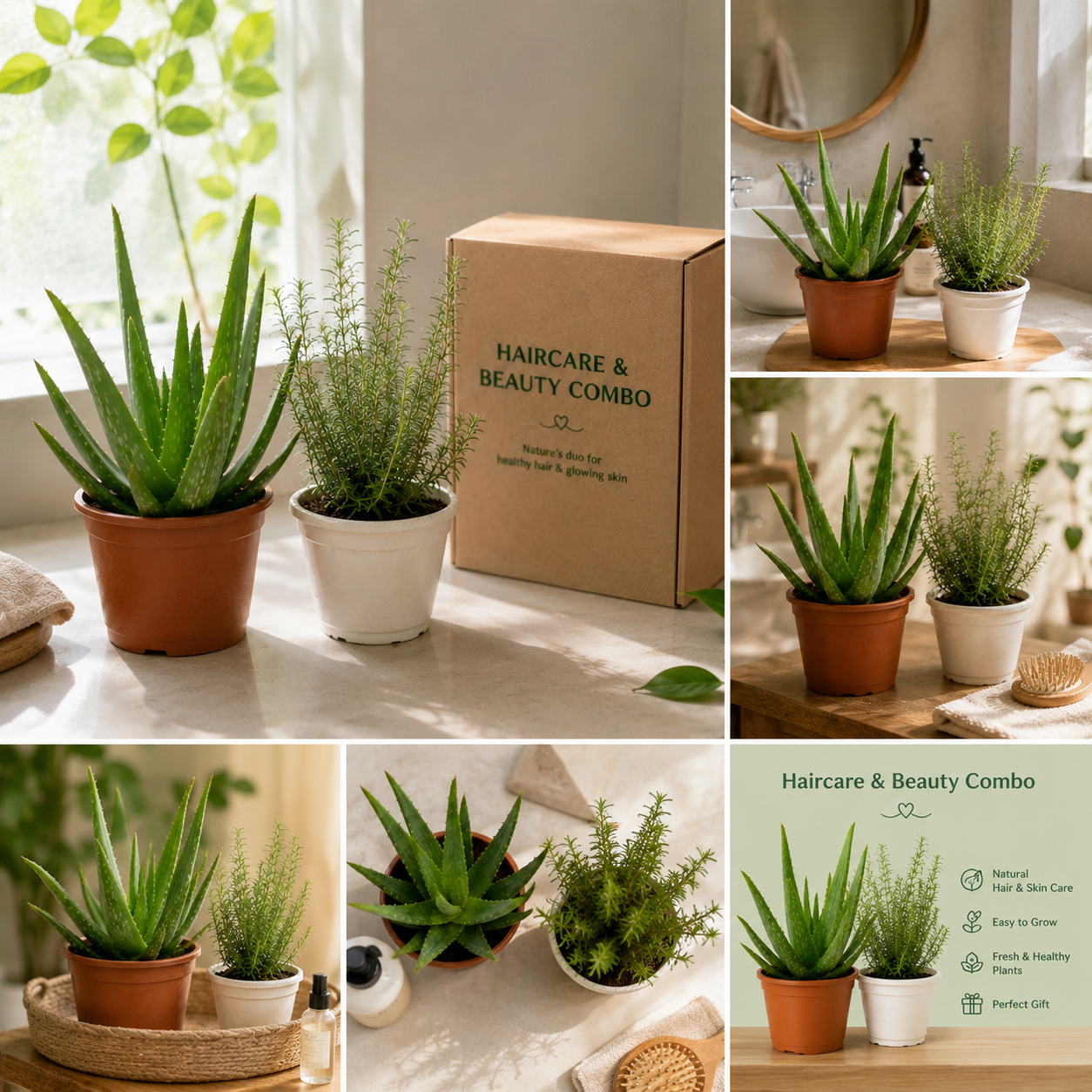 Haircare & Beauty Combo™ | Aloe Vera + Rosemary Live Plant Set