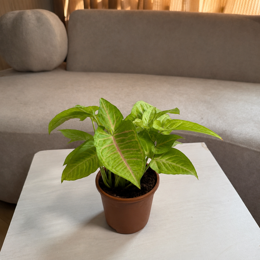 Syngonium Plant (Arrowhead Plant) – Live Indoor Decorative Plant