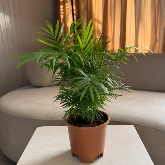 Areca Palm Plant – Live Indoor Air Purifying Palm