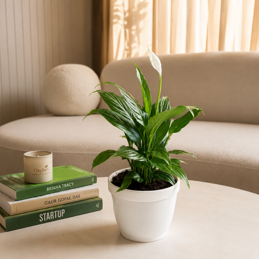 Peace Lily Plant