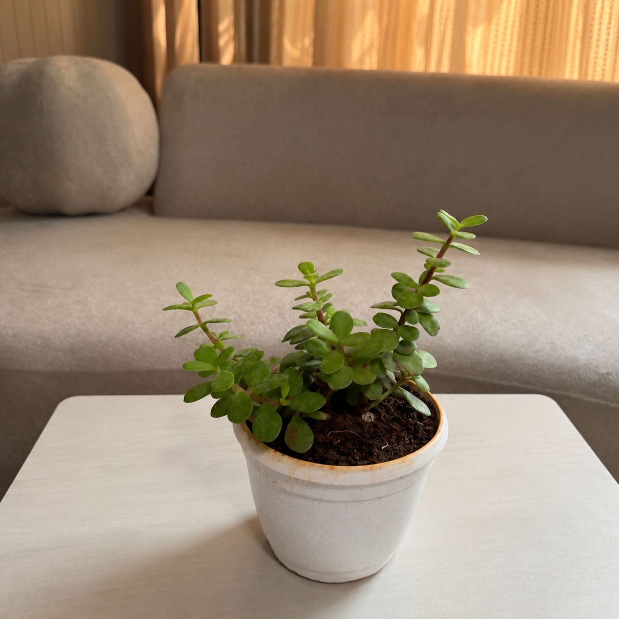 Jade Plant (Lucky Plant)
