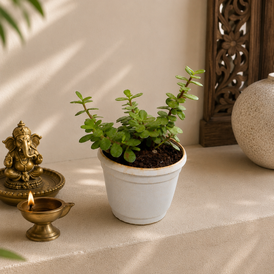 Jade Plant (Lucky Plant)