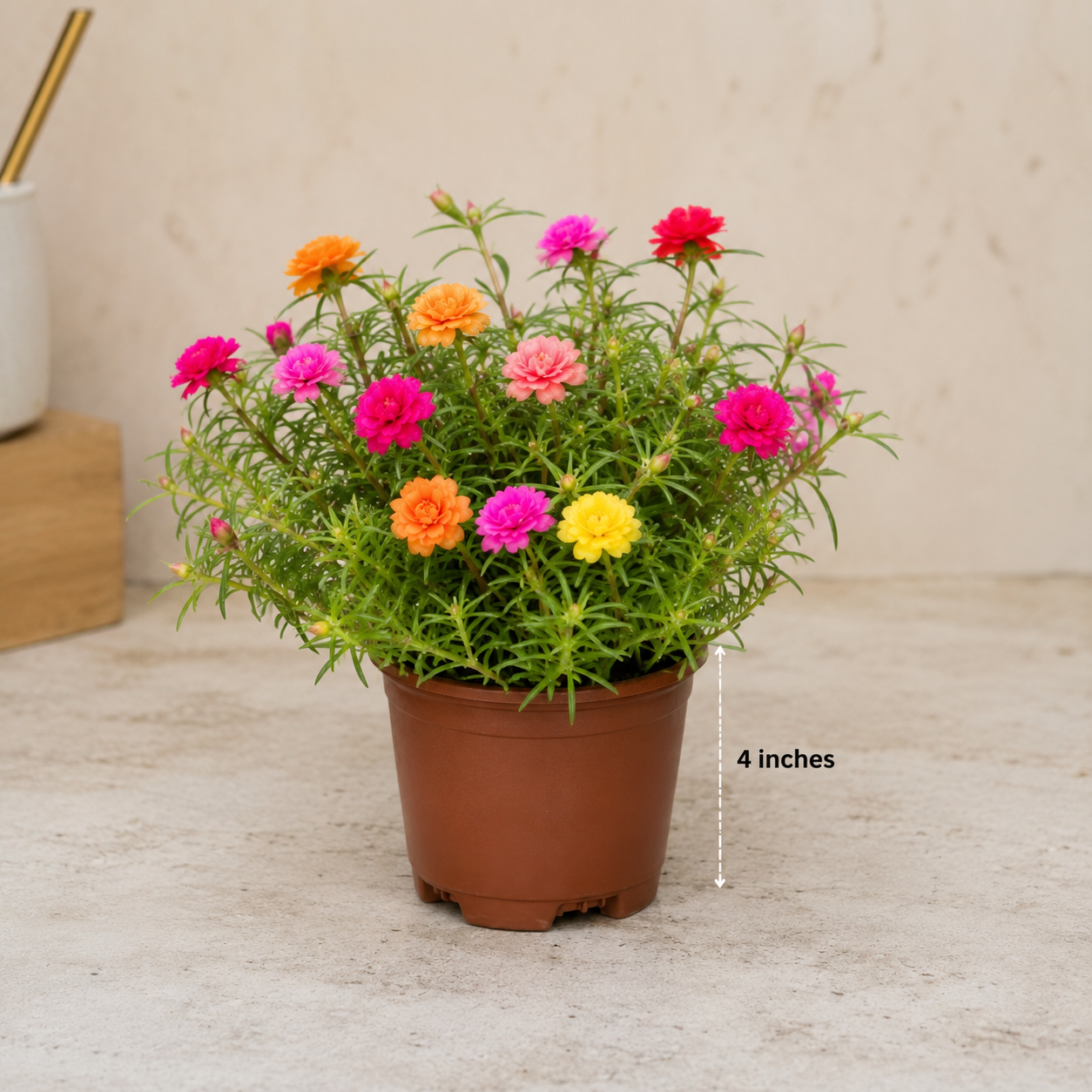 🌸 Portulaca Plant (Moss Rose)