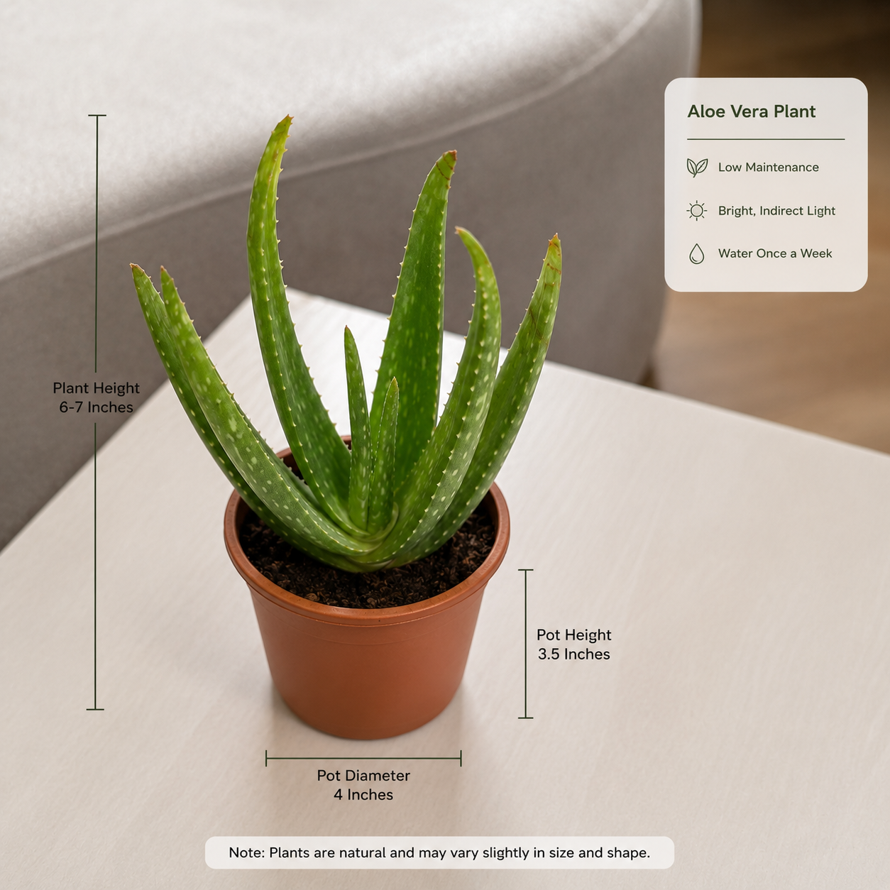 Aloe Vera Plant – Live Medicinal & Indoor Succulent Plant