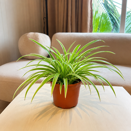 Spider Plant (Chlorophytum) – Live Indoor Air Purifying Plant