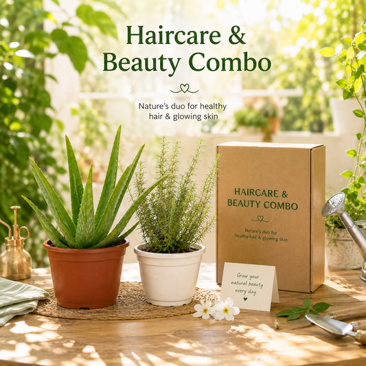Haircare & Beauty Combo™ | Aloe Vera + Rosemary Live Plant Set