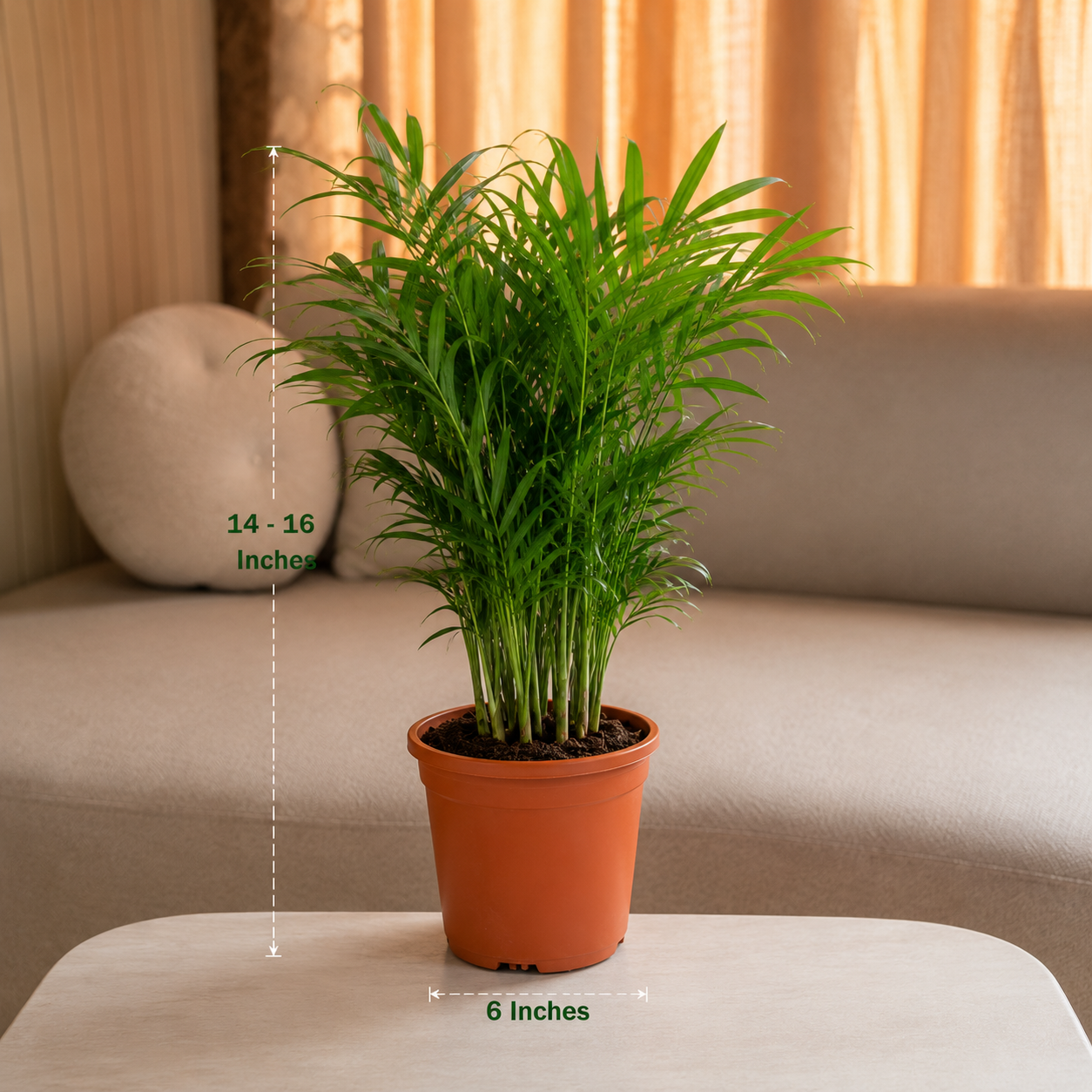 Areca Palm Plant – Live Indoor Air Purifying Palm