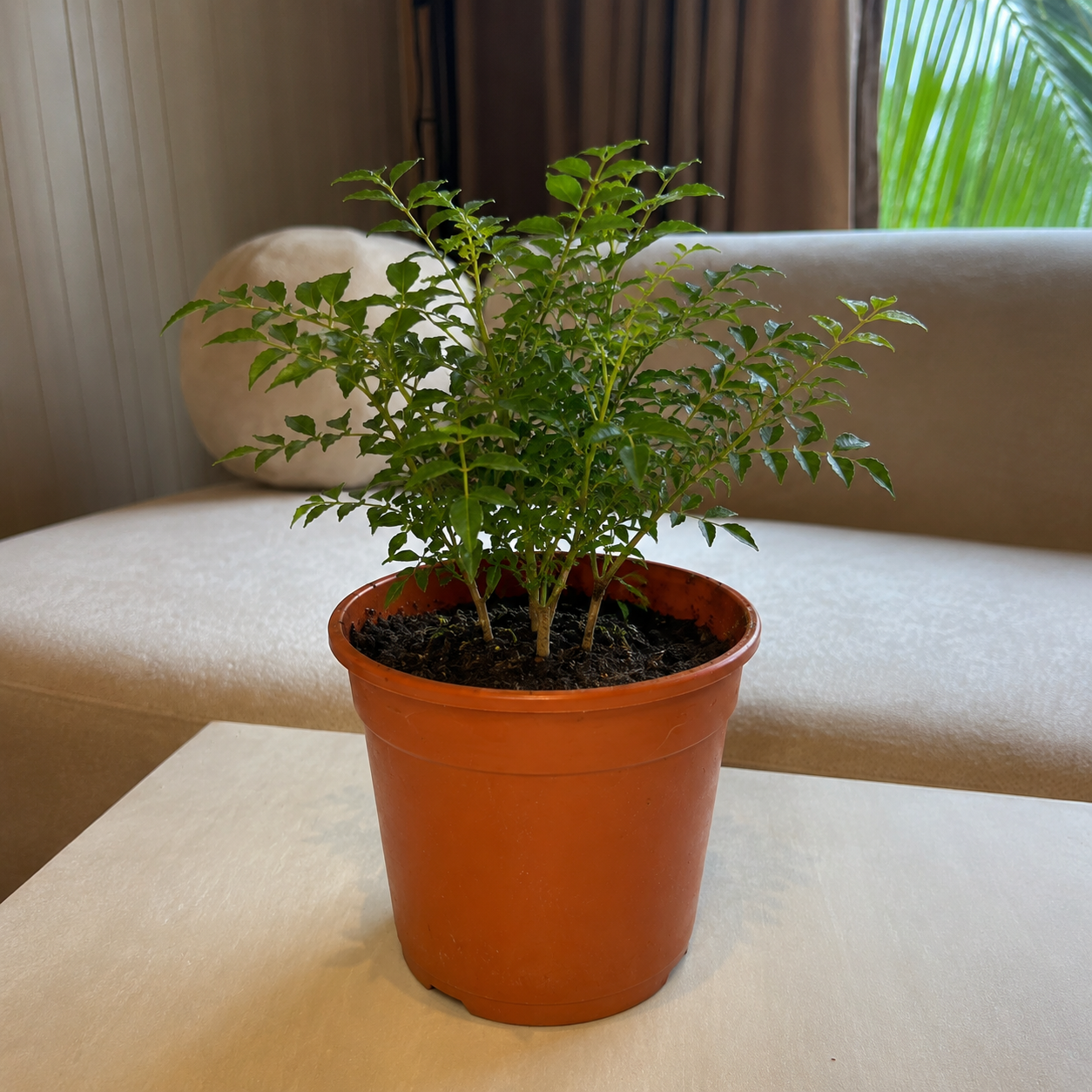 Curry Leaves Plant (Kadi Patta) – Live Kitchen Garden Plant