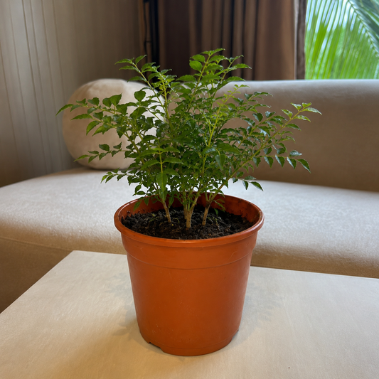 Curry Leaves Plant (Kadi Patta) – Live Kitchen Garden Plant