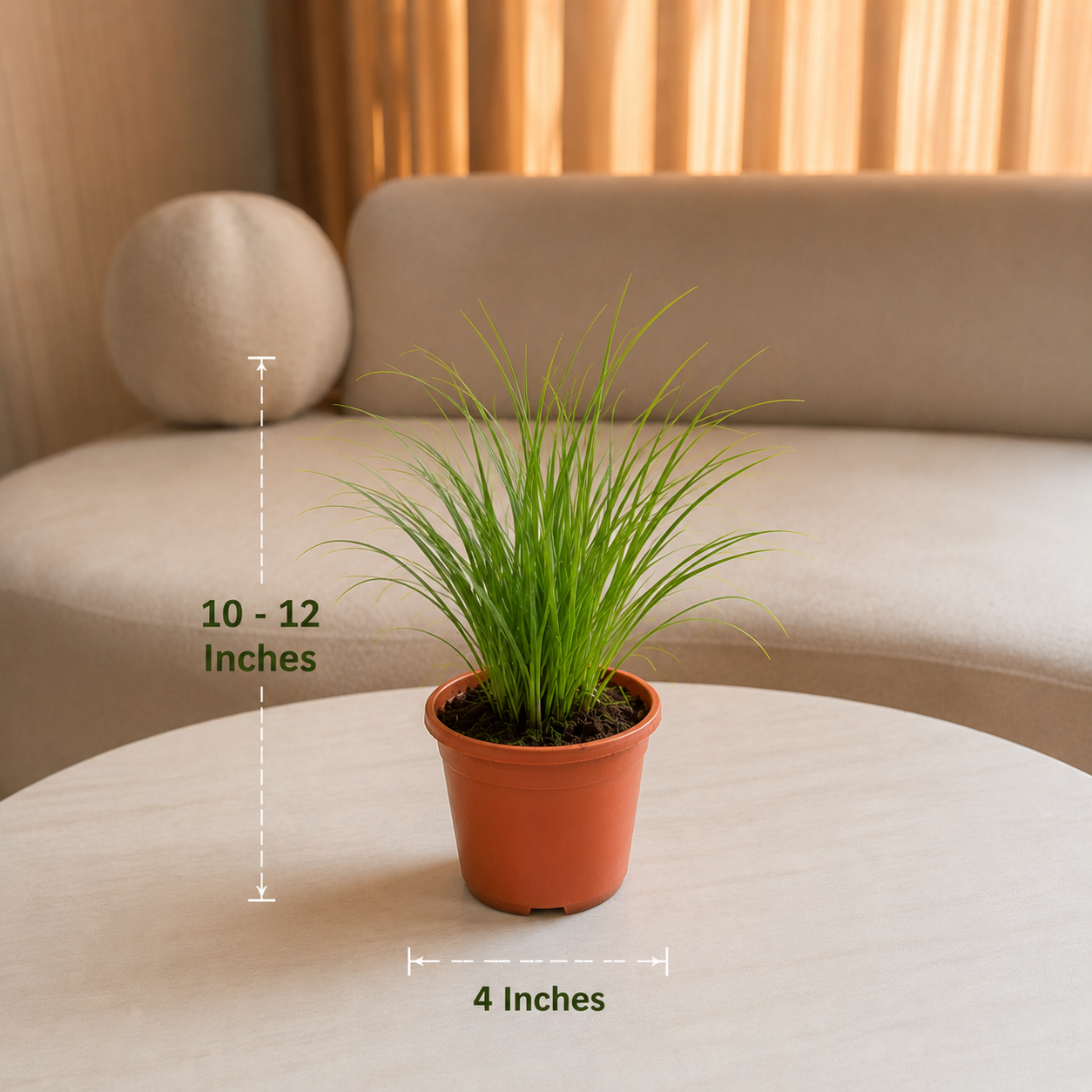 Lemongrass Plant – Live Herbal & Medicinal Plant