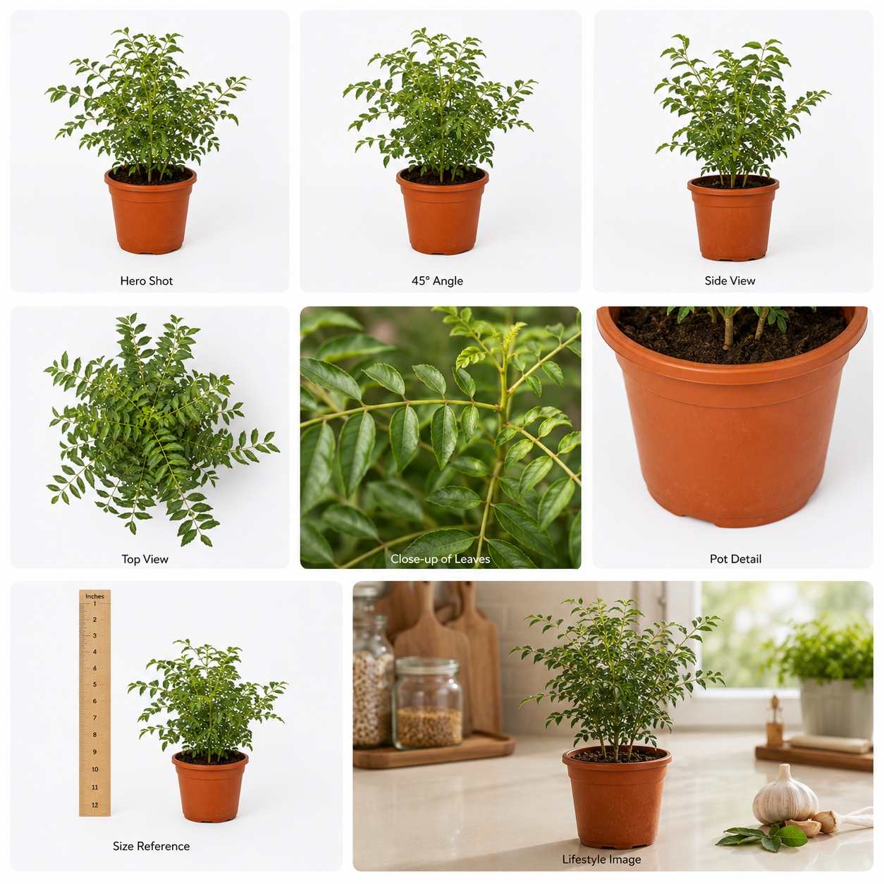Curry Leaves Plant (Kadi Patta) – Live Kitchen Garden Plant