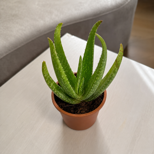 Aloe Vera Plant – Live Medicinal & Indoor Succulent Plant