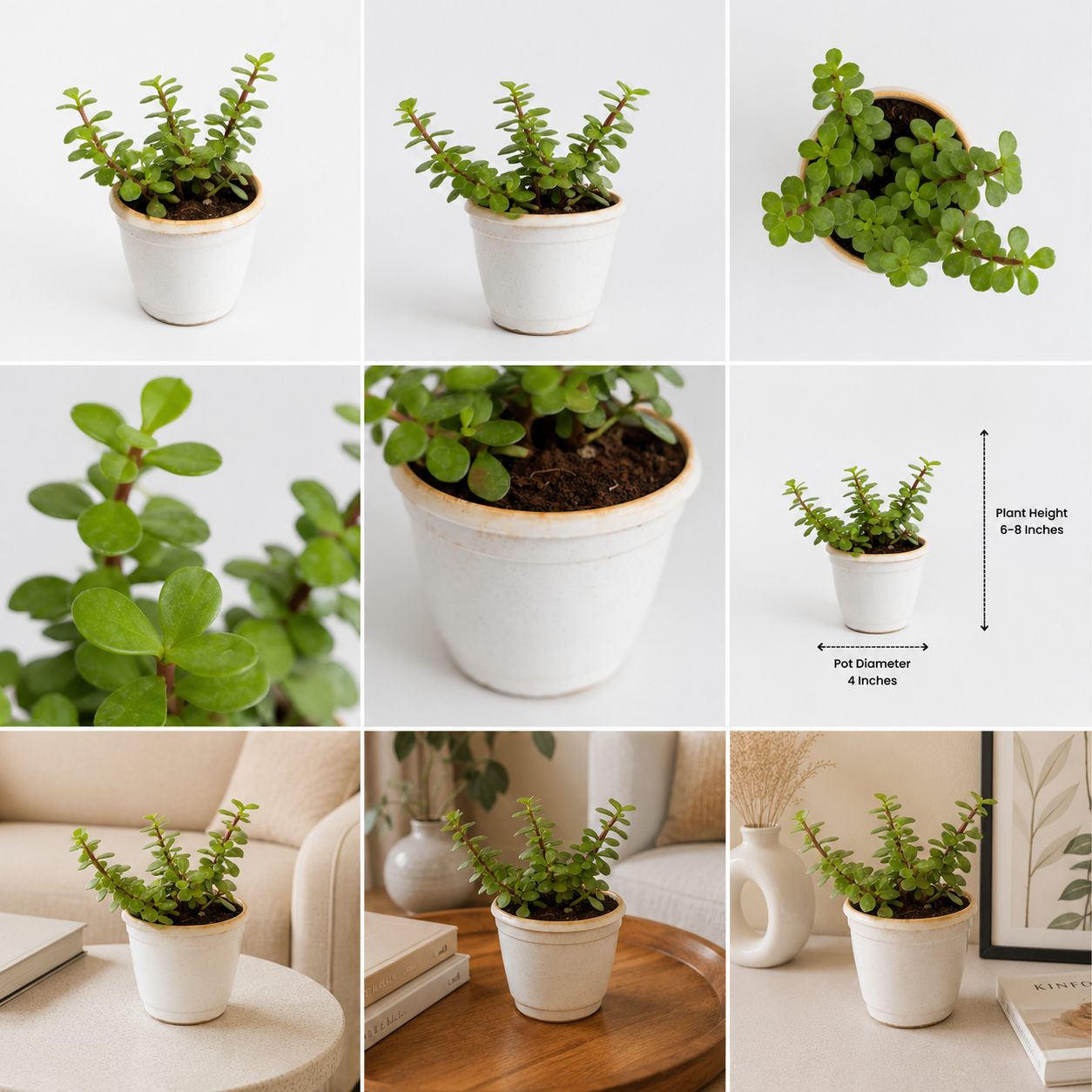 Jade Plant (Lucky Plant)