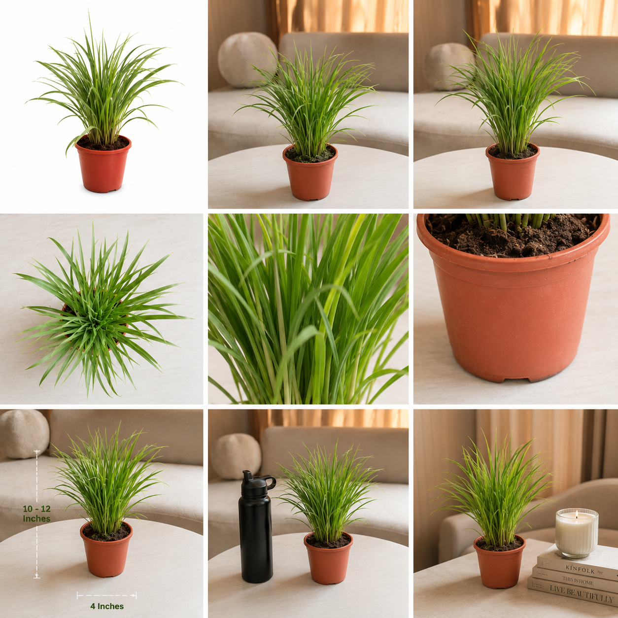 Lemongrass Plant – Live Herbal & Medicinal Plant