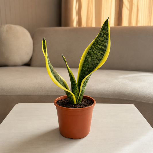 Snake Plant (Sansevieria) – Live Indoor Air Purifying Plant