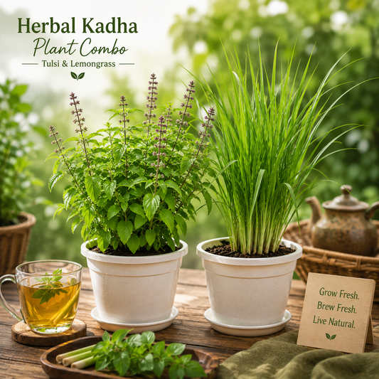 Herbal Kadha Plant Combo – Tulsi & Lemongrass Live Plants (Pack of 2)