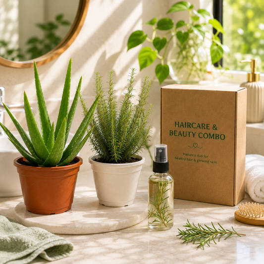 Haircare & Beauty Combo™ | Aloe Vera + Rosemary Live Plant Set