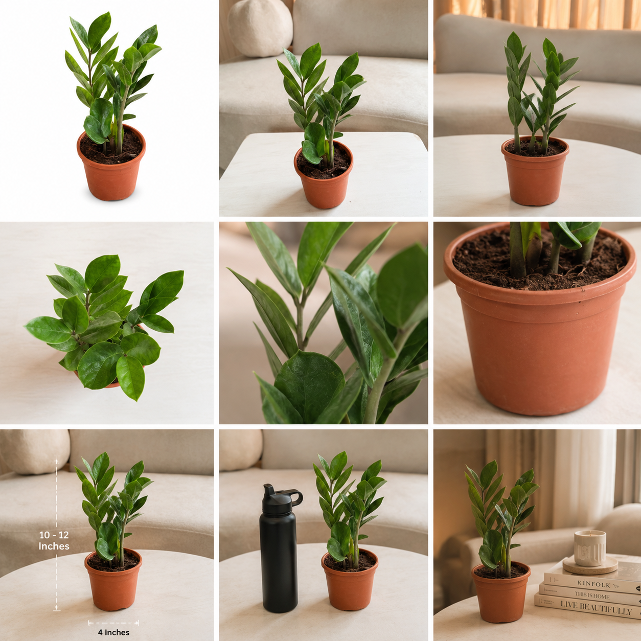 ZZ Plant