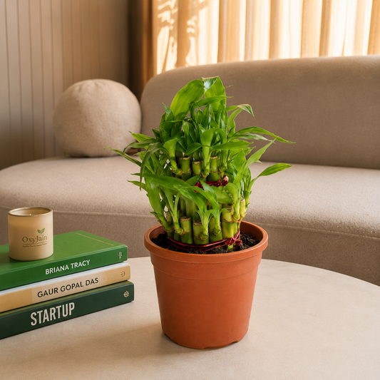 Lucky Bamboo Plant
