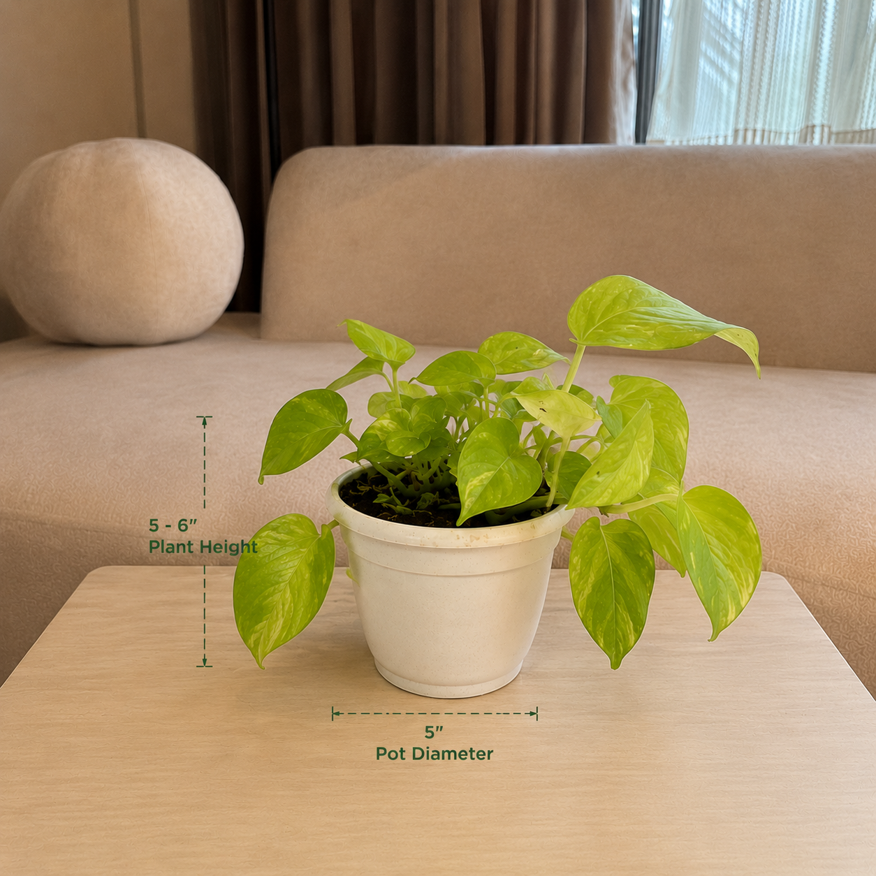Money Plant ( Pothos)