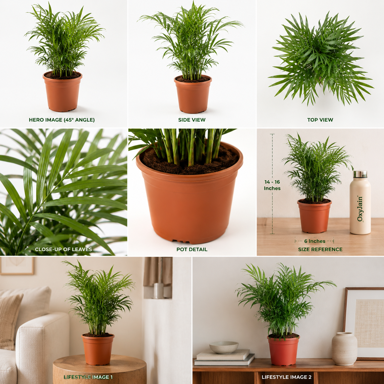 Areca Palm Plant – Live Indoor Air Purifying Palm