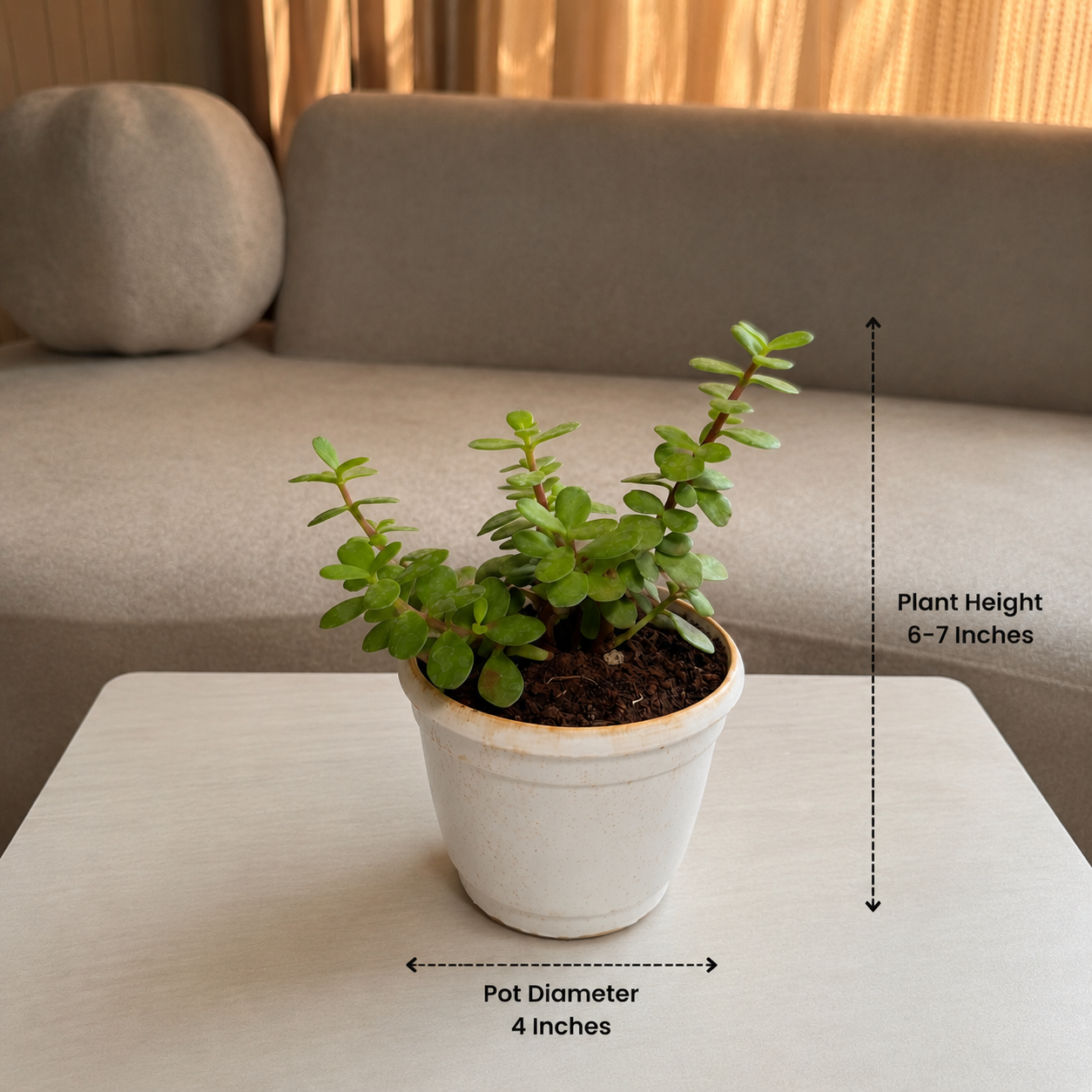Jade Plant (Lucky Plant)