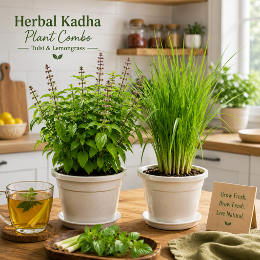 Herbal Kadha Plant Combo – Tulsi & Lemongrass Live Plants (Pack of 2)