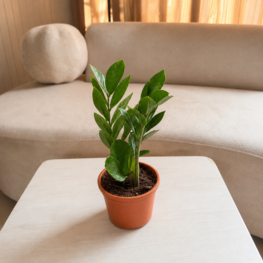 ZZ Plant