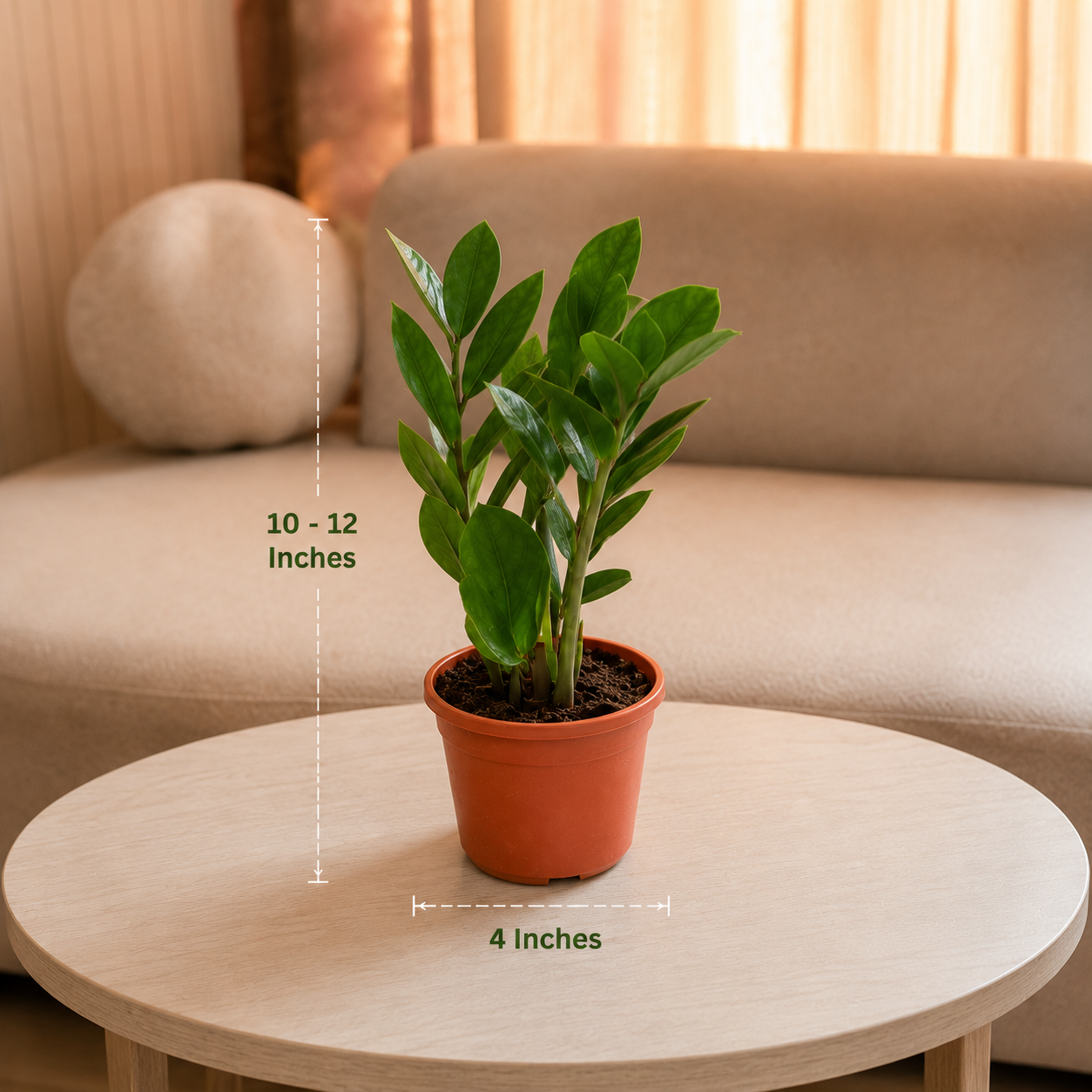 ZZ Plant