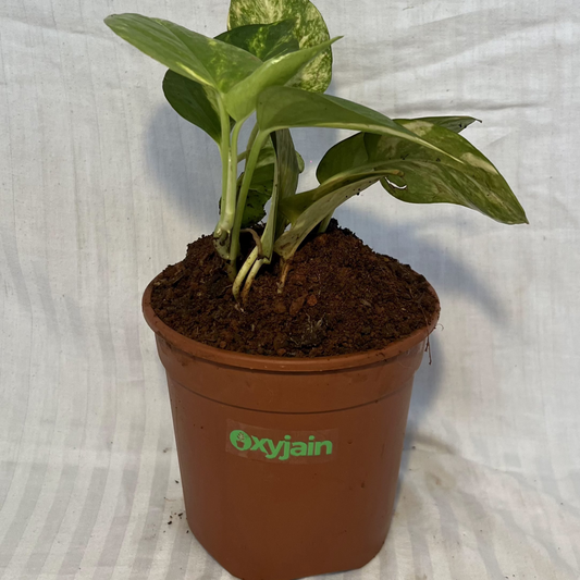 Money Plant ( Pothos)