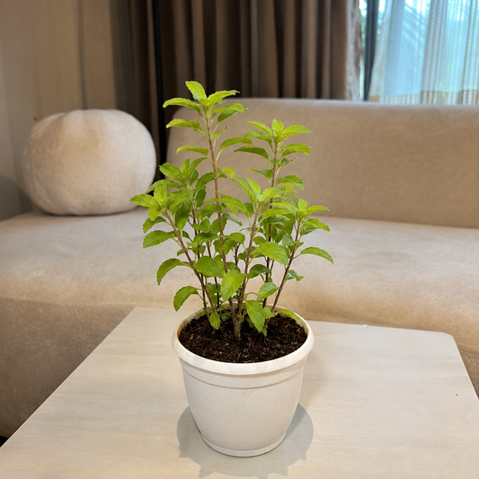 Tulsi Plant (Holy Basil) – Live Medicinal & Sacred Plant